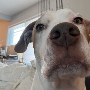 Bowie’s Treat Jar +Free Shipping!!